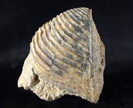 Trigonia interlaevigata (QUENSTEDT 1858) - Bild © FossNet FossilienStore